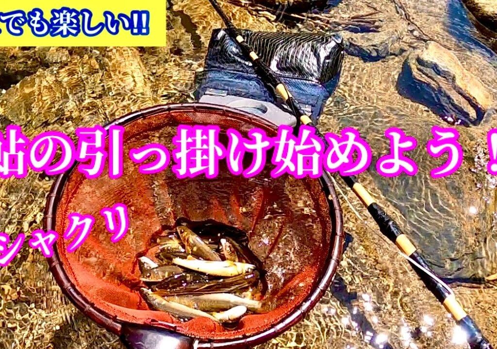 「鮎の引っ掛け・鮎シャクリ」始めませんか？