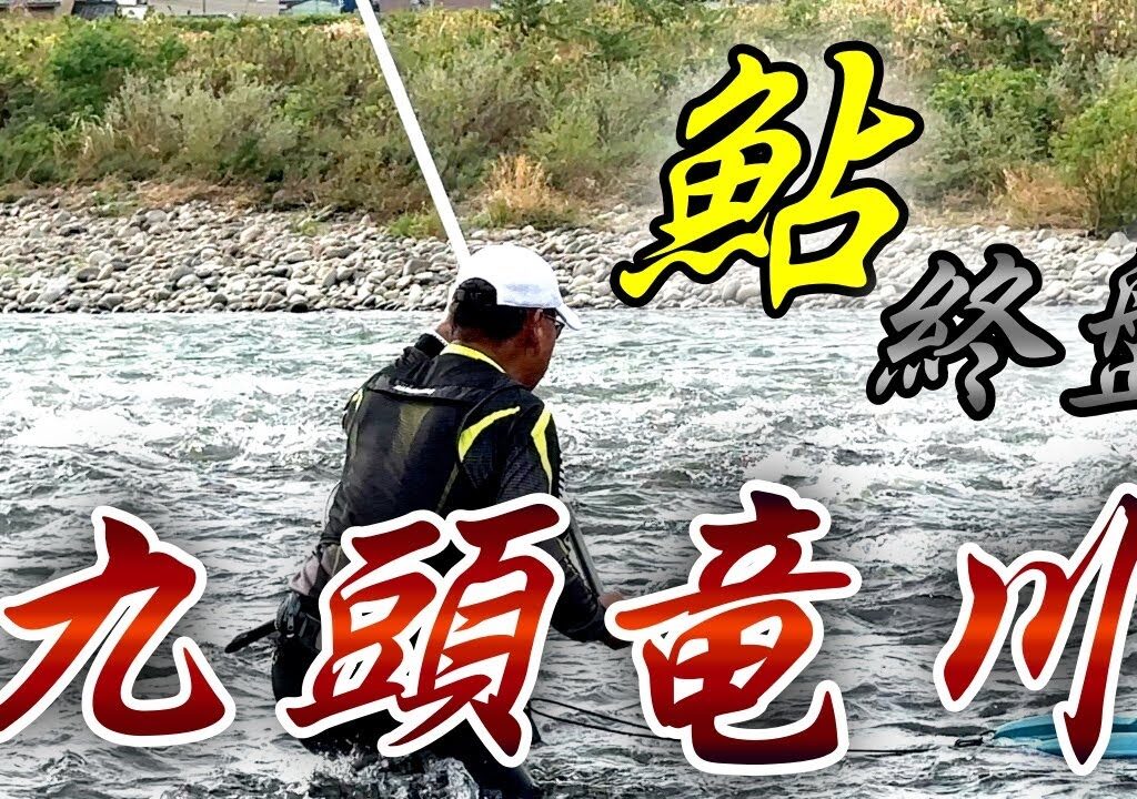 終盤の九頭竜川で天然俎上鮎と戯れる！！