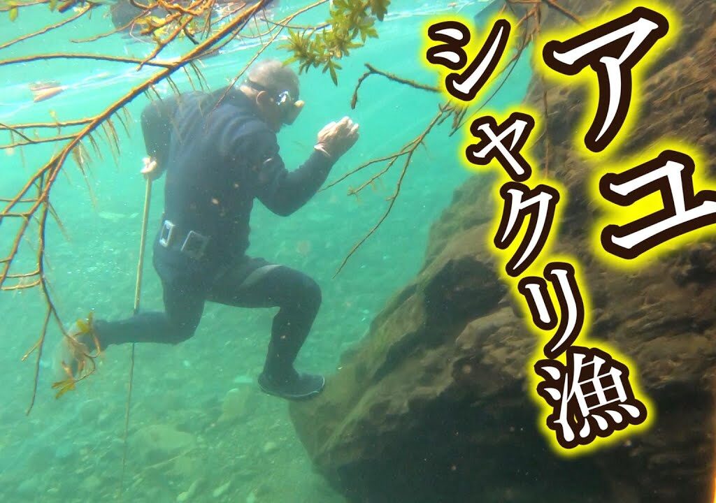 名人と行くアユのひっかけ漁【鮎シャクリ、たくり】
