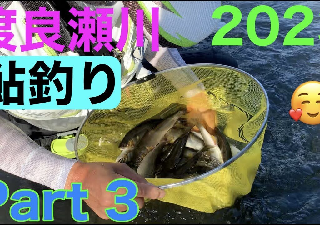 鮎釣り　今年は尺鮎が釣れますかね🤔