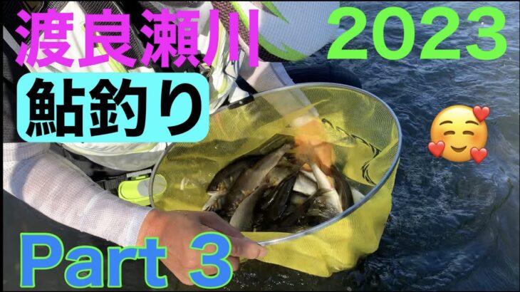 鮎釣り　今年は尺鮎が釣れますかね🤔