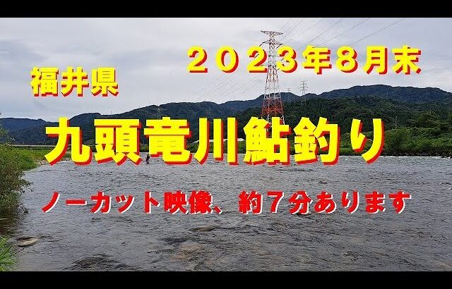 九頭竜川鮎釣り！ノーカット７分釣り動画、天然遡上が豊富・強烈な引きを満喫！