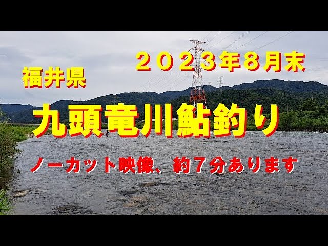 九頭竜川鮎釣り！ノーカット７分釣り動画、天然遡上が豊富・強烈な引きを満喫！