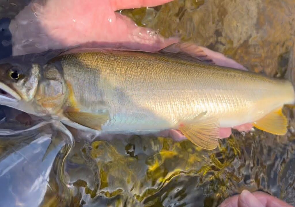 稀少な特大鮎が釣れたので囮にしてみる