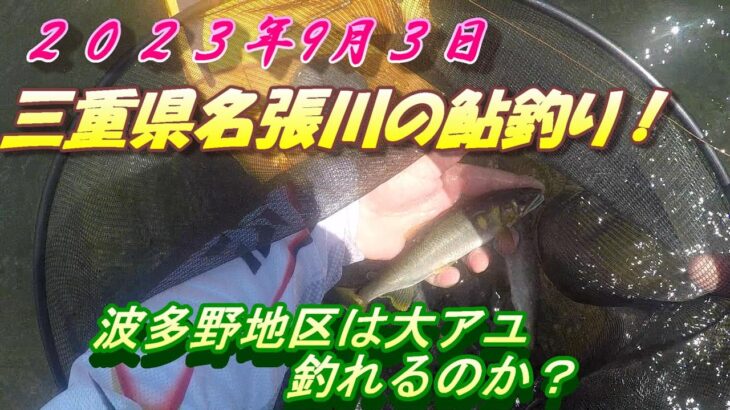 【名張川鮎釣り】波多野地区上流域で２５ｃｍオーバーを狙う＃鮎釣り＃名張川＃波多野地区