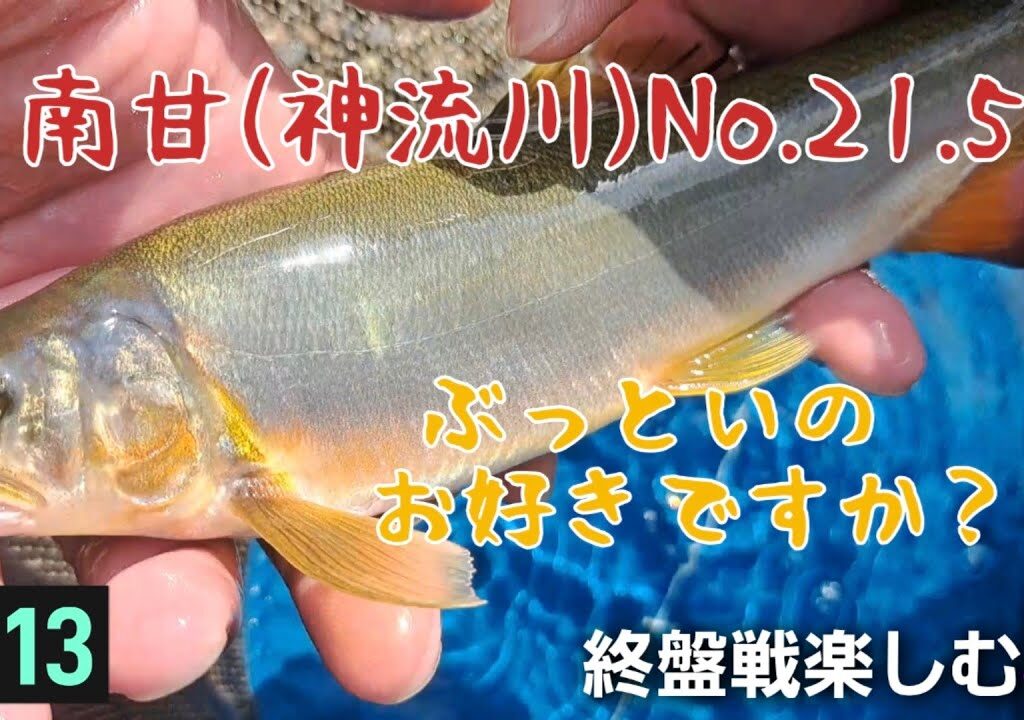 ぶっといのお好きですか❗南甘(神流川)　鮎釣り　終盤戦楽しむ🎶
