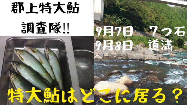 郡上‼️特大鮎‼️調査隊‼️７つ石。道満。