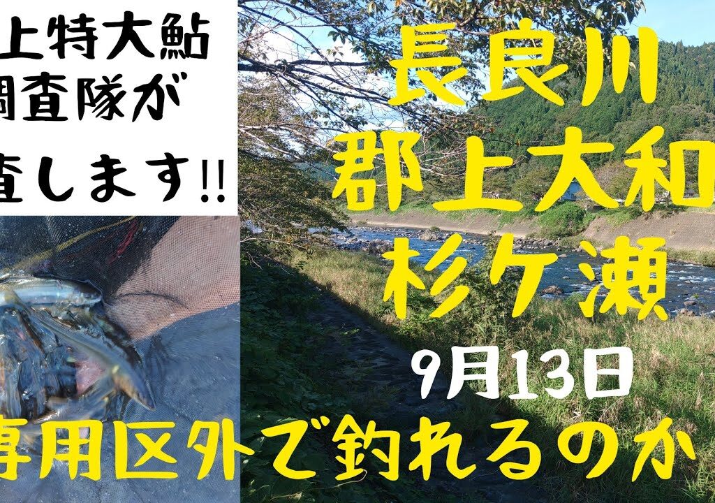 郡上鮎‼️秒殺ヒット‼️専用区外でも釣れるのか？