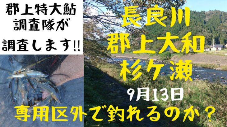 郡上鮎‼️秒殺ヒット‼️専用区外でも釣れるのか？