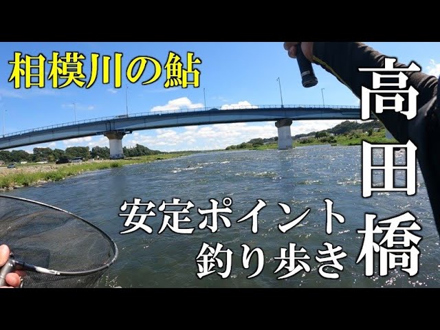 相模川の鮎　安定の高田橋を釣り歩く