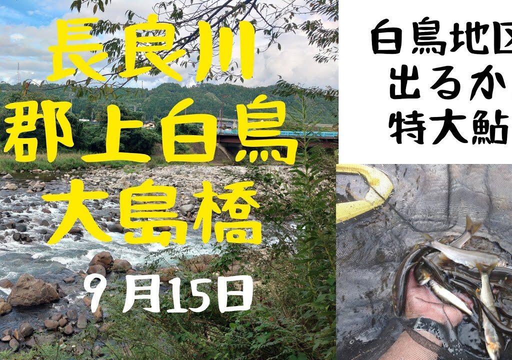 白鳥地区で特大鮎は出るのか❓️調査隊‼️出動しました‼️