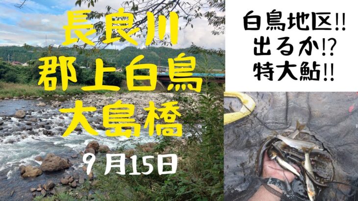 白鳥地区で特大鮎は出るのか❓️調査隊‼️出動しました‼️