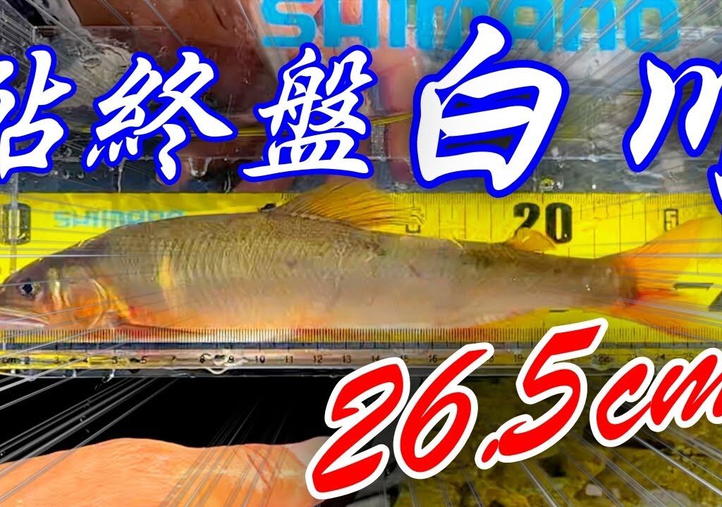 終盤の白川で、自己最高記録の鮎を釣る
