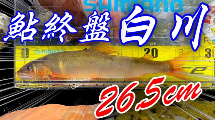 終盤の白川で、自己最高記録の鮎を釣る