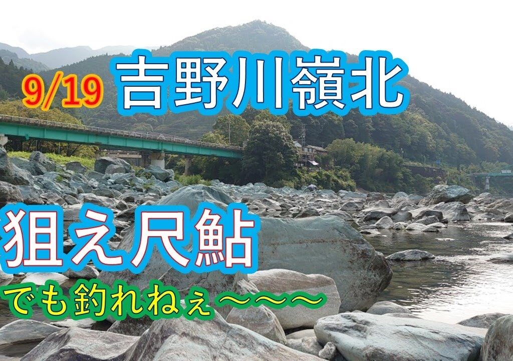 吉野川嶺北で狙うはデカ鮎！でもね釣れないのよ！