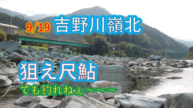 吉野川嶺北で狙うはデカ鮎！でもね釣れないのよ！
