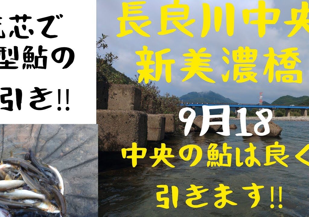 長良川中央‼️新美濃橋‼️流芯の良型鮎と綱引き‼️