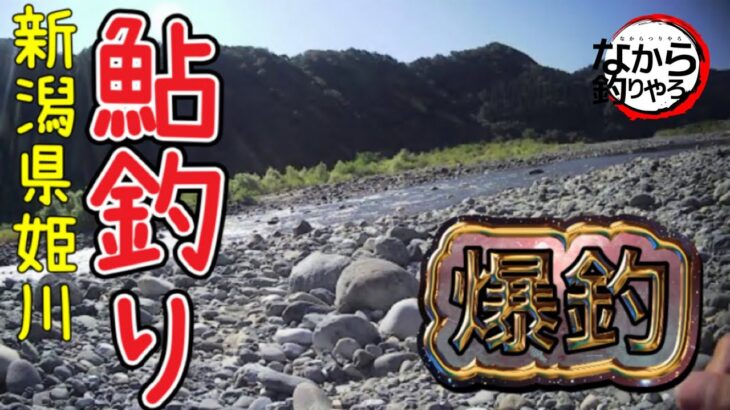 【新潟姫川】姫川で鮎釣りしたら爆釣でした。