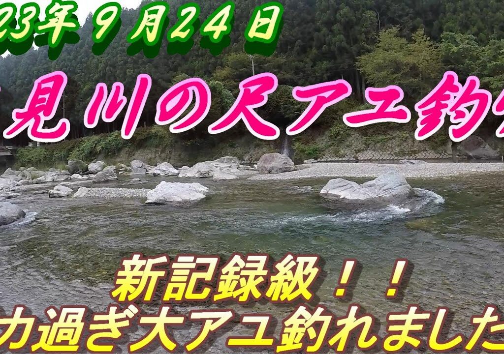 【高見川アユ釣り】巨大アユが釣れた！新記録更新？＃鮎釣り＃高見川＃大アユ釣り