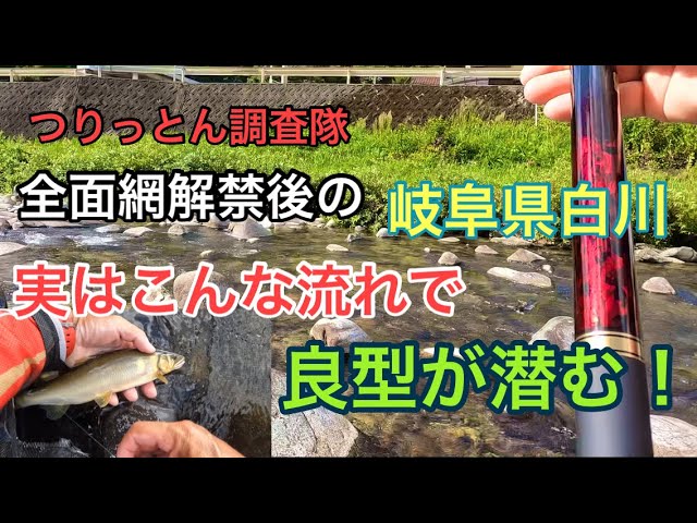 全面網解禁後の白川は、釣れるのか調査したら！