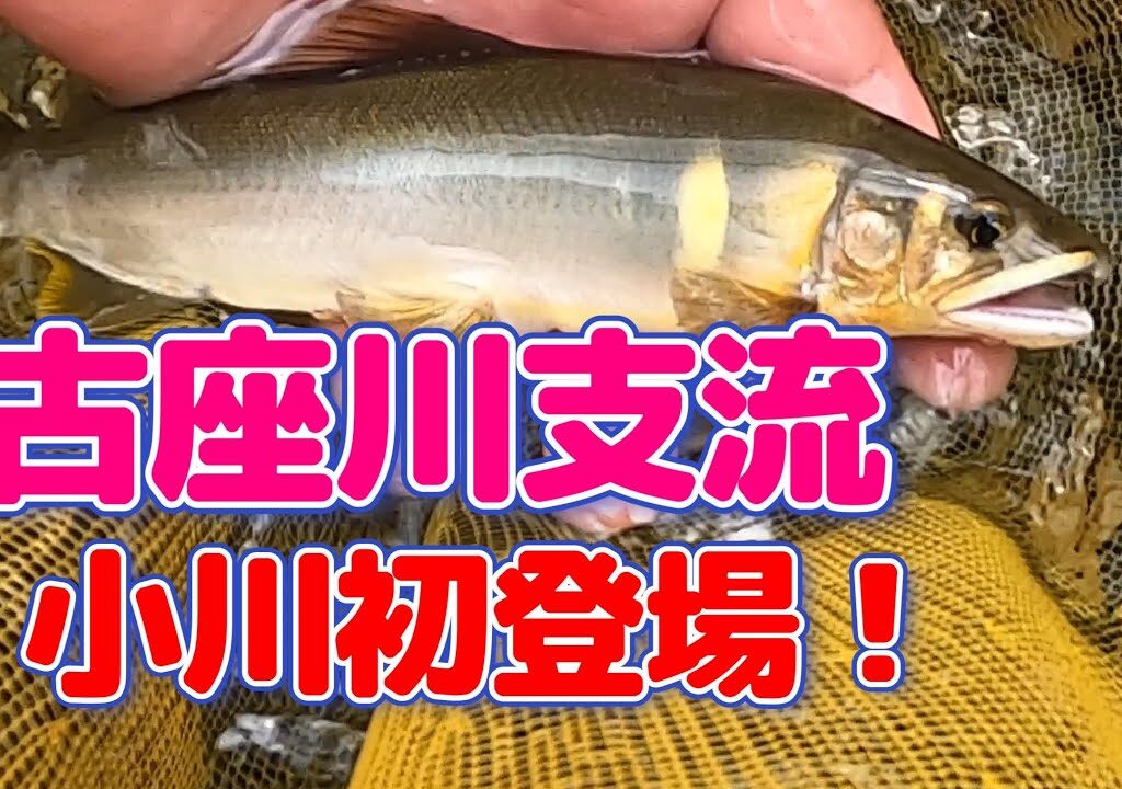 【鮎釣り】もうボツには出来ない。古座川支流「小川」の巻！