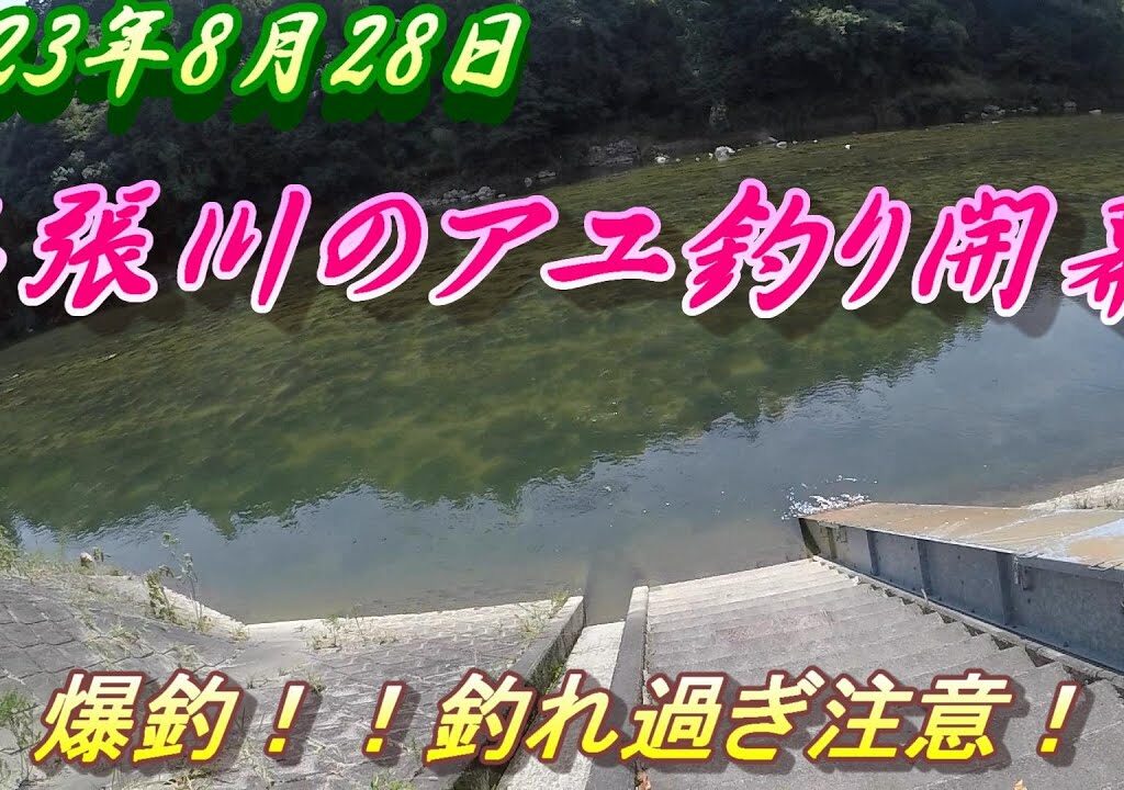 【名張川アユ釣り】爆釣の名張川！平均４０匹釣れてる＃名張川