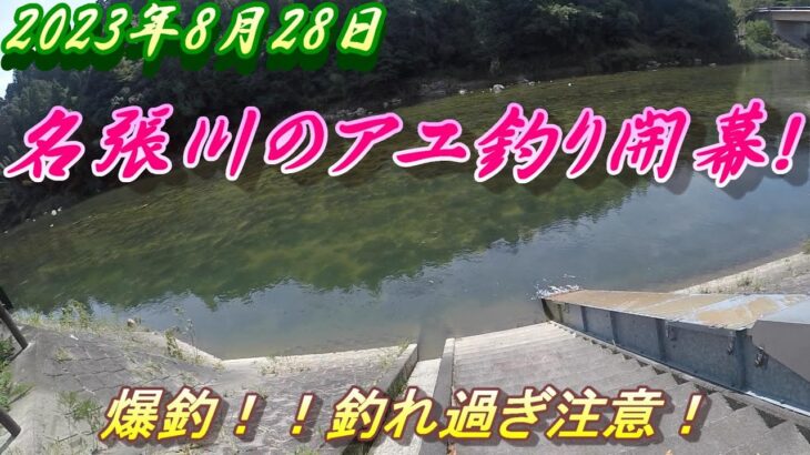【名張川アユ釣り】爆釣の名張川！平均４０匹釣れてる＃名張川