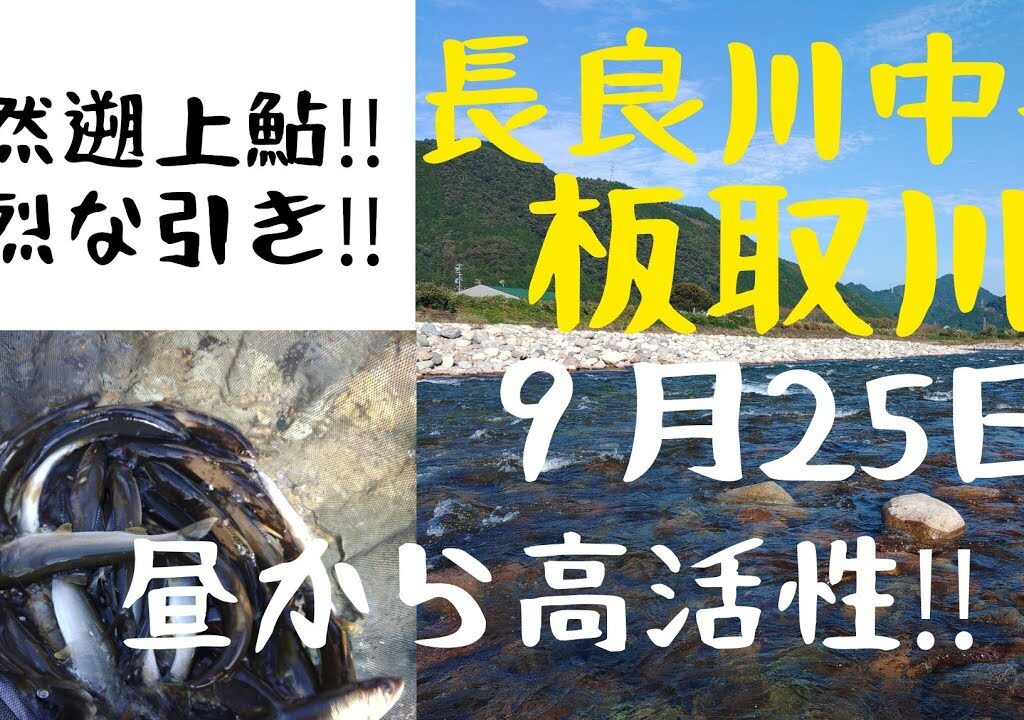 長良川中央。板取川‼️天然遡上鮎は強烈な引き‼️