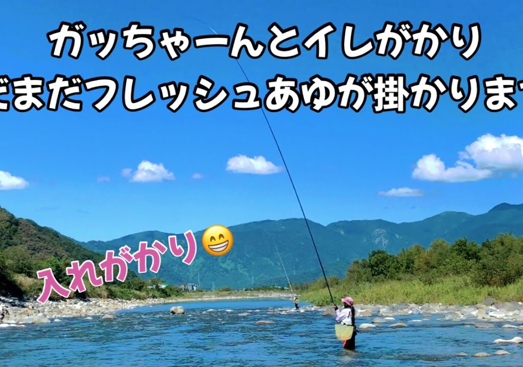 [鮎釣り] あゆ終盤戦まだまだフレッシュな鮎がたくさんいる勝山の九頭竜川。
