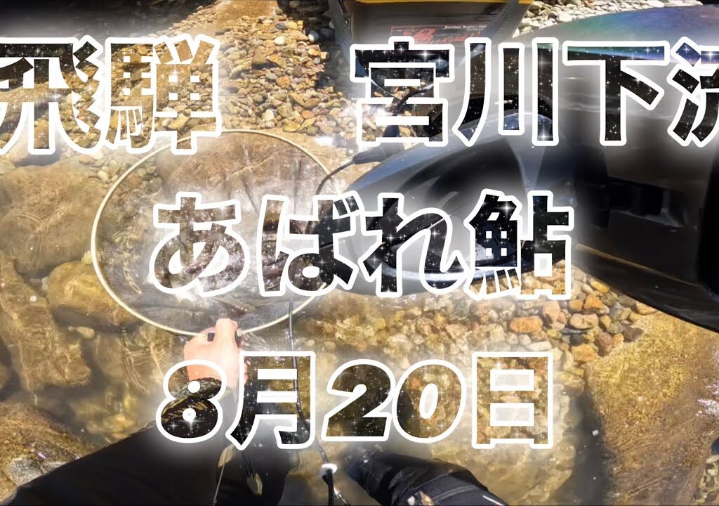 鮎釣り　飛騨　宮川下流　あばれ鮎　一本釣り　ブリブリ　グッドサイズ