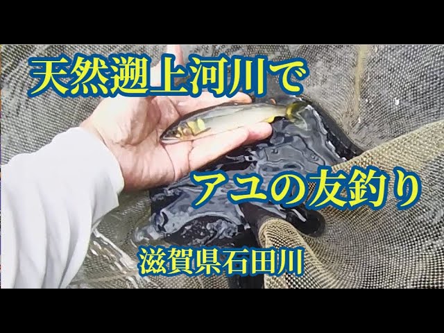 天然遡上河川で鮎の友釣り　滋賀県石田川