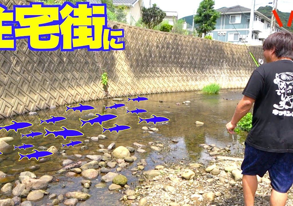こんな住宅街を流れる水路に大量の巨アユの群れがいるとは！！