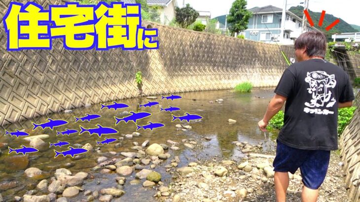 こんな住宅街を流れる水路に大量の巨アユの群れがいるとは！！