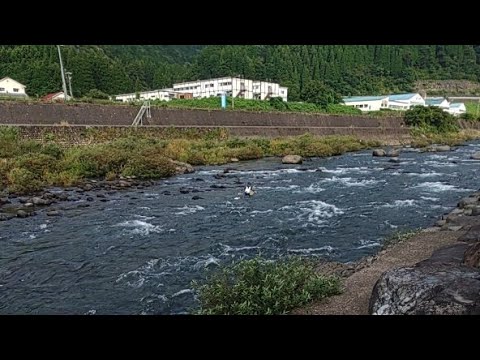 親方の九頭竜川鮎釣り釣行記 がライブ配信します！