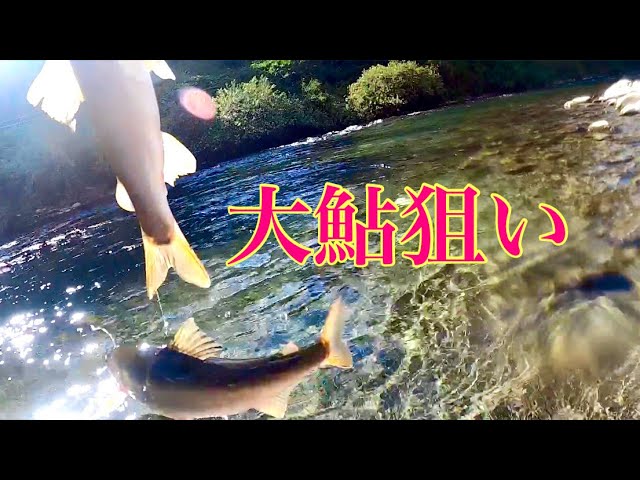 【鮎釣り】大鮎狙い！！パート1