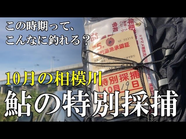 10月の相模川　鮎の特別採捕で意外な数釣りに