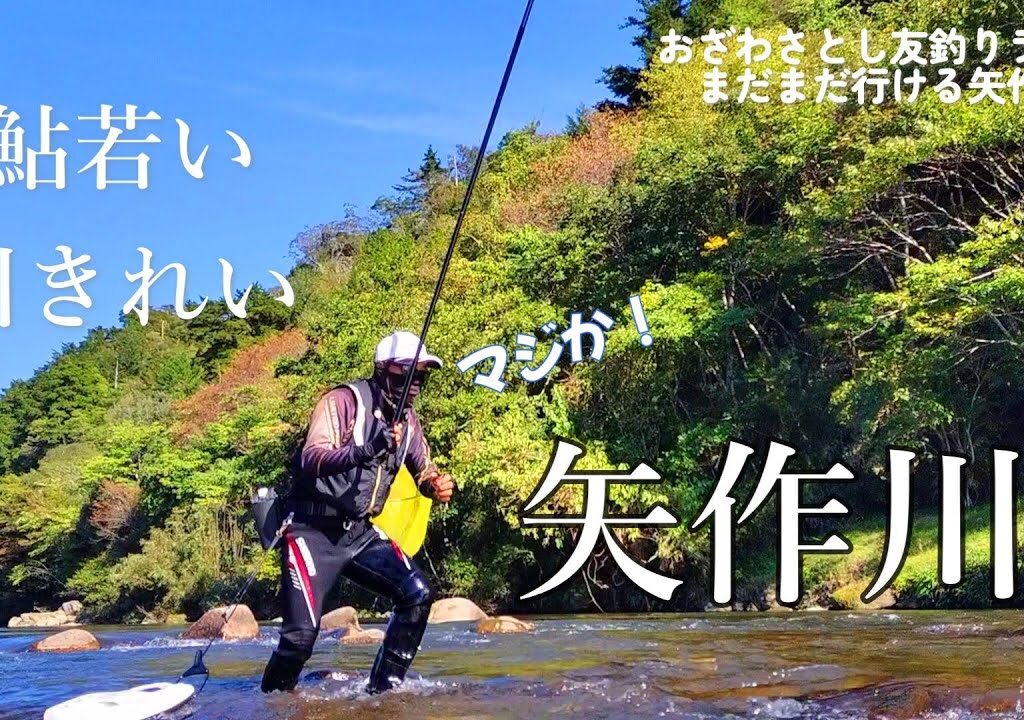 鮎釣り　釣果速報 10月13日 矢作川【終盤の友釣り】