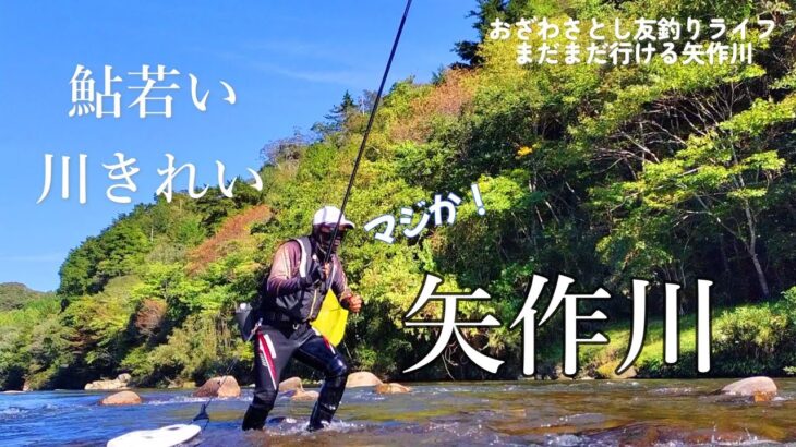 鮎釣り　釣果速報 10月13日 矢作川【終盤の友釣り】