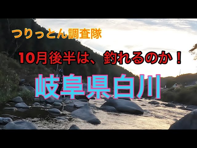 鮎は、残ってる？10月22日の白川に潜入調査。