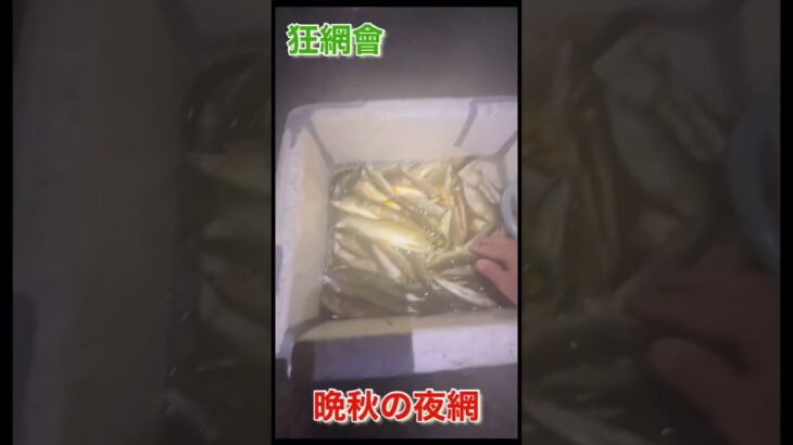 晩秋の夜網2　 #castnet #川 #川遊び #投網 #那珂川 #ayu #cast net fishing