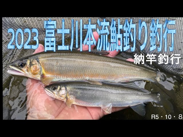 2023 富士川本流鮎釣り釣行