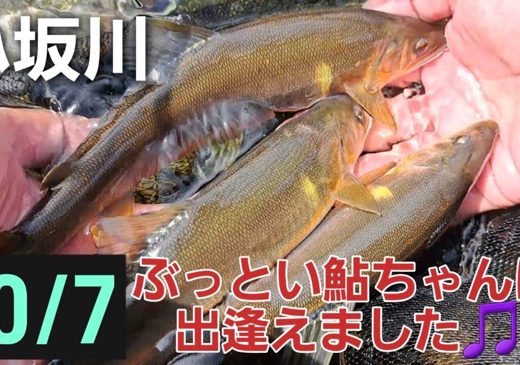 ぶっとい鮎ちゃんに出逢えました🎵鮎釣り　岐阜県小坂川　2023 10/7