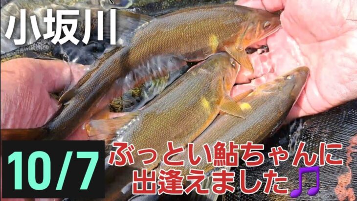 ぶっとい鮎ちゃんに出逢えました🎵鮎釣り　岐阜県小坂川　2023 10/7