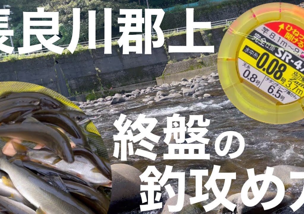 2023年鮎釣り終盤！長良川郡上はこう攻める！