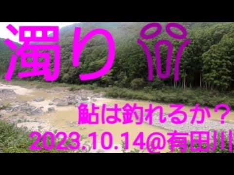 2023.10.14 ビックリの濁りの有田川。果たして鮎は釣れるのか？