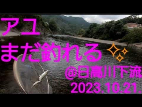 和歌山県 日高川 終盤のアユ釣り🎶(2023.10.21)    坂本橋上流。