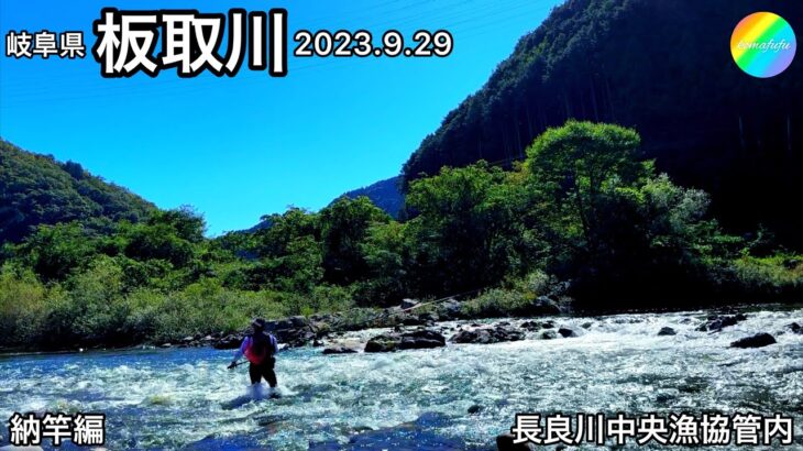 【鮎釣り】納竿編！板取川（長良川中央漁協管内）｜2023.9.29【友釣り】
