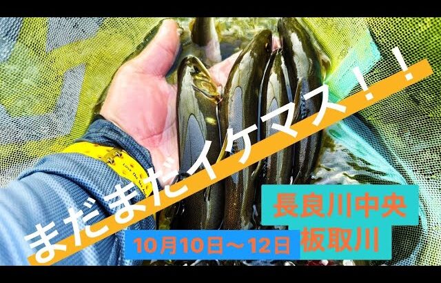 鮎釣り2023板取川10月10日〜12日　まだまだ釣れます！！