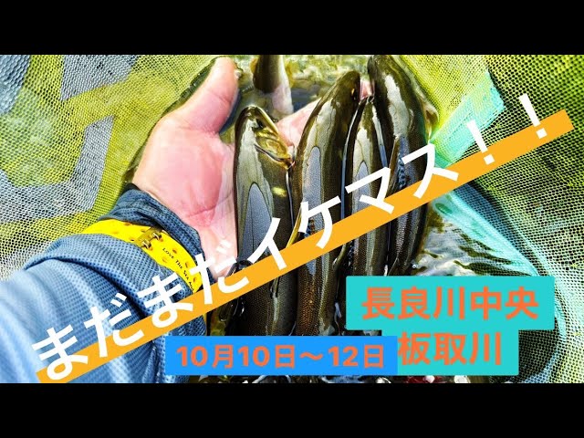 鮎釣り2023板取川10月10日〜12日　まだまだ釣れます！！