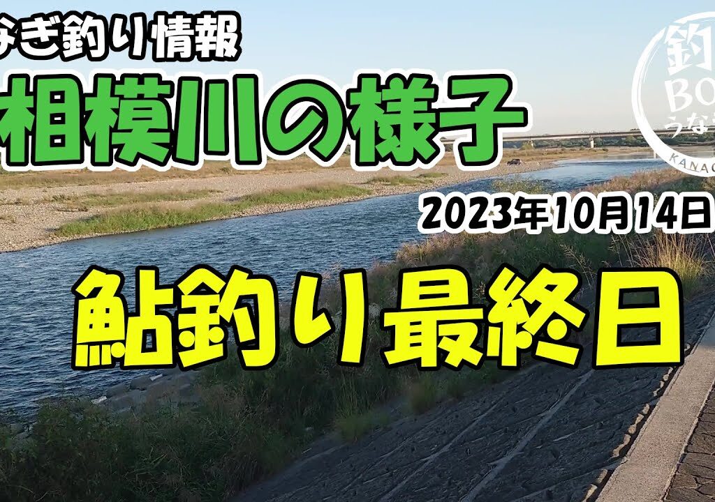 うなぎ釣り・鮎釣り情報、相模川の様子。2023年10月14日